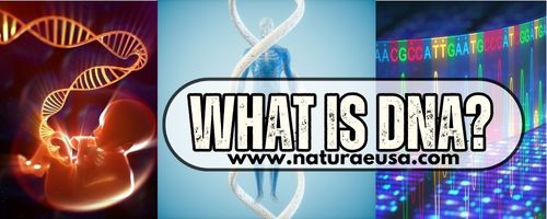 WHAT IS DNA